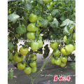 Hybrid Cherry tomato seeds for growing-Little Jade No.2